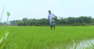 মাঝ আষাঢ়েও বৃষ্টিহীন রাজশাহী; আমন আবাদে দুশ্চিন্তায় কৃষক
